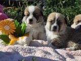 Собаки, щенята Вельш коргі пемброк, ціна 22000 Грн., Фото
