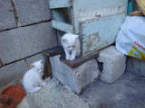 Кошки, котята Неизвестная порода, цена 1 Грн., Фото