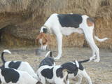 Собаки, щенята Баварський гончак, ціна 500 Грн., Фото