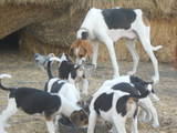 Собаки, щенки Баварская гончая, цена 500 Грн., Фото