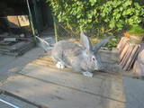 Грызуны Кролики, цена 150 Грн., Фото