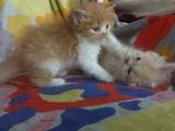 Кішки, кошенята Персидська, ціна 500 Грн., Фото