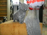 Кішки, кошенята Британська довгошерста, ціна 200 Грн., Фото