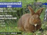 Животноводство Кролиководство, Фото
