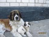 Собаки, щенки Московская сторожевая, цена 2000 Грн., Фото
