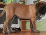 Собаки, щенята Англійська мастіф, ціна 19000 Грн., Фото