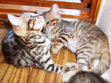 Кішки, кошенята Бенгальськая, ціна 3500 Грн., Фото