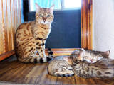 Кошки, котята Бенгальская, цена 3500 Грн., Фото