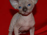 Кошки, котята Шотландская вислоухая, цена 7500 Грн., Фото