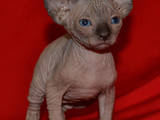 Кошки, котята Шотландская вислоухая, цена 7500 Грн., Фото