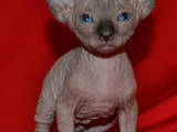 Кішки, кошенята Шотландська висловуха, ціна 7500 Грн., Фото