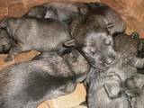 Собаки, щенки Миттельшнауцер, цена 2300 Грн., Фото