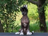 Собаки, щенята Китайська чубата собака, ціна 3000 Грн., Фото