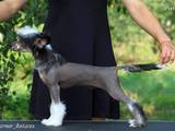 Собаки, щенки Китайская хохлатая собака, цена 3000 Грн., Фото