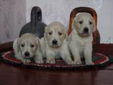 Собаки, щенята Золотистий ретрівер, ціна 2500 Грн., Фото