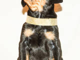 Собаки, щенята Пінчер, ціна 10000 Грн., Фото