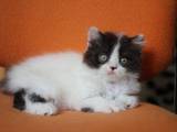 Кошки, котята Хайленд Фолд, цена 2000 Грн., Фото