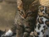 Кошки, котята Курильский бобтейл, цена 500 Грн., Фото