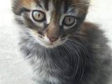 Кошки, котята Курильский бобтейл, цена 500 Грн., Фото