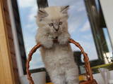Кошки, котята Невская маскарадная, цена 1000 Грн., Фото