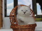 Кішки, кошенята Невськая маскарадна, ціна 1000 Грн., Фото