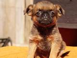 Собаки, щенки Бельгийский гриффон, цена 7000 Грн., Фото