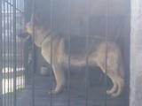 Собаки, щенята Східно-Європейська вівчарка, ціна 500 Грн., Фото