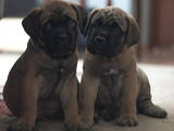 Собаки, щенки Бульмастиф, цена 5000 Грн., Фото