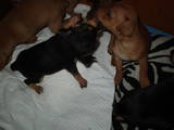 Собаки, щенки Карликовый пинчер, цена 1500 Грн., Фото