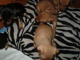 Собаки, щенки Карликовый пинчер, цена 1500 Грн., Фото