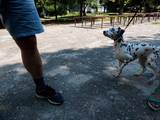 Собаки, щенята Далматин, ціна 50 Грн., Фото
