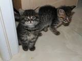 Кішки, кошенята Сибірська, ціна 1 Грн., Фото