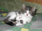 Кішки, кошенята Манчкин, ціна 3800 Грн., Фото