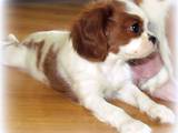 Собаки, щенята Кавалер-кинг-чарльз спаніель, ціна 19000 Грн., Фото