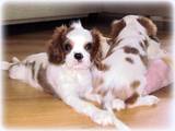 Собаки, щенки Кавалер-Кинг-Чарльз спаниель, цена 19000 Грн., Фото