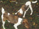 Собаки, щенята Ірландський тер'єр, ціна 1500 Грн., Фото