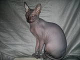 Кошки, котята Донской сфинкс, цена 300 Грн., Фото