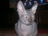 Кішки, кошенята Донський сфінкс, ціна 300 Грн., Фото