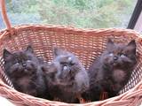 Кішки, кошенята Невськая маскарадна, ціна 50 Грн., Фото
