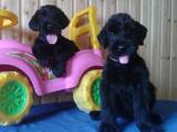 Собаки, щенки Ризеншнауцер, цена 7000 Грн., Фото