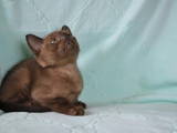 Кошки, котята Бурма, цена 15000 Грн., Фото