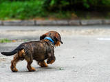 Собаки, щенки Жесткошерстная такса, Фото