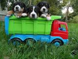 Собаки, щенки Большой Швейцарский зенненхунд, цена 22000 Грн., Фото