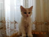 Кошки, котята Турецкий ван, Фото