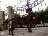Собаки, щенята Спаровування, ціна 2500 Грн., Фото