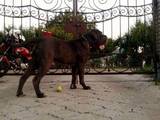 Собаки, щенята Спаровування, ціна 2500 Грн., Фото