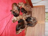 Собаки, щенки Бриар, цена 10 Грн., Фото