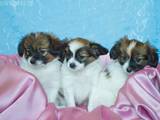Собаки, щенки Папильон, цена 20000 Грн., Фото