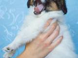 Собаки, щенята Папільон, ціна 20000 Грн., Фото