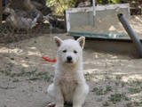 Собаки, щенки Белая Швейцарская овчарка, цена 2500 Грн., Фото